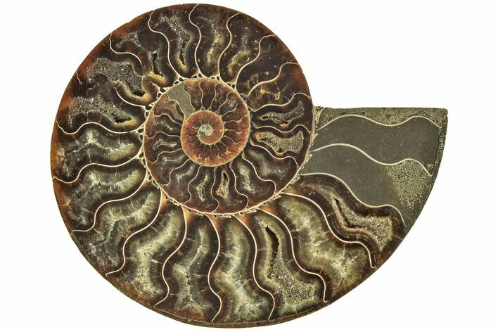 Cut & Polished Ammonite Fossil (Half) - Madagascar #212883